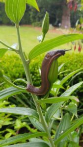 Slug Wars: Slug Control for Organic Gardens Image